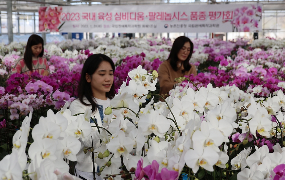 31일 전북 완주군 농촌진흥청 국립원예특작과학원 화훼온실에서 열린 ‘2023 국내 육성 심비디움·팔레놉시스 품종 평가회’에서 연구원들이 러블리엔젤 등 난 육성 품종을 살펴보고 있다.