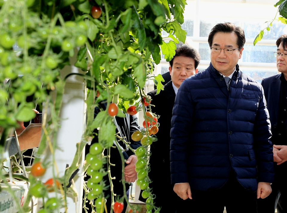 정황근 농림축산식품부 장관이 16일 충남 부여군 우듬지팜을 방문, 스마트팜 방울토마토 재배시설을 살펴보고 있다.