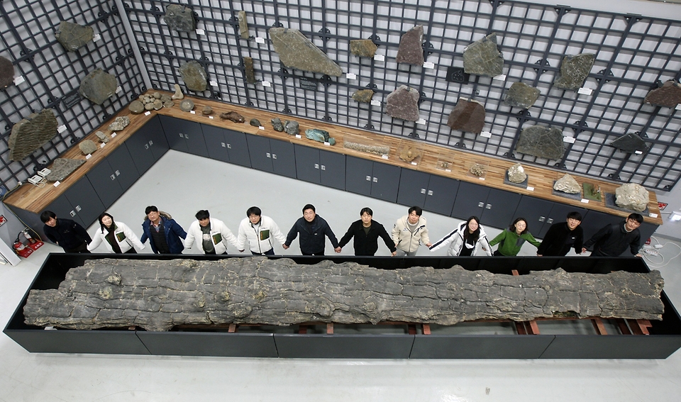 문화재청 국립문화재연구원이 14일 대전 서구 천연기념물센터 지질표본 수장고에서 ‘포항 금광리 신생대 나무화석’을 특별공개 하고 있다. 화석의 높이는 건물 3층 높이에 해당하는 10.2m에 이른다. (출처=문화재청 페이스북)