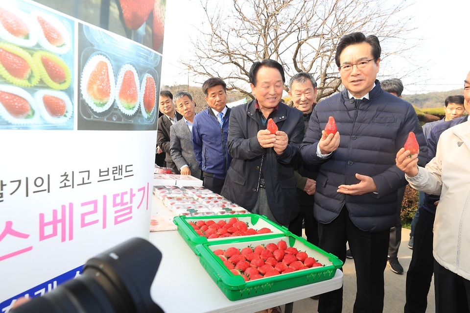 정황근 농림축산식품부 장관이 20일 충남 논산시의 수출용 딸기 생산 농가에서 생산된 딸기를 살펴보고 있다.