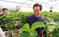 정황근 농식품부 장관, 딸기 생산 농가 현장 방문 사진 4