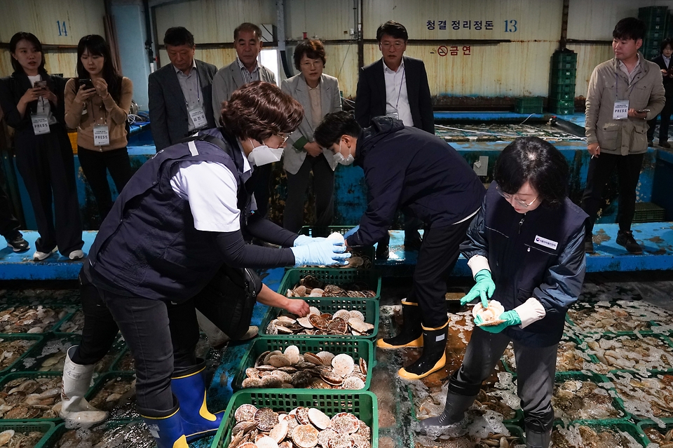 오유경 식품의약품안전처장이 25일 부산시 서구 부산감천항수산물시장의 한 보세창고에서 일본산 활가리비 관능검사와 정밀검사를 위한 검체를 채취하고 있다. 