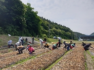 농촌진흥청, 전북 완주 양파 수확 일손 지원 사진 3