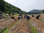 농촌진흥청, 전북 완주 양파 수확 일손 지원 사진 1