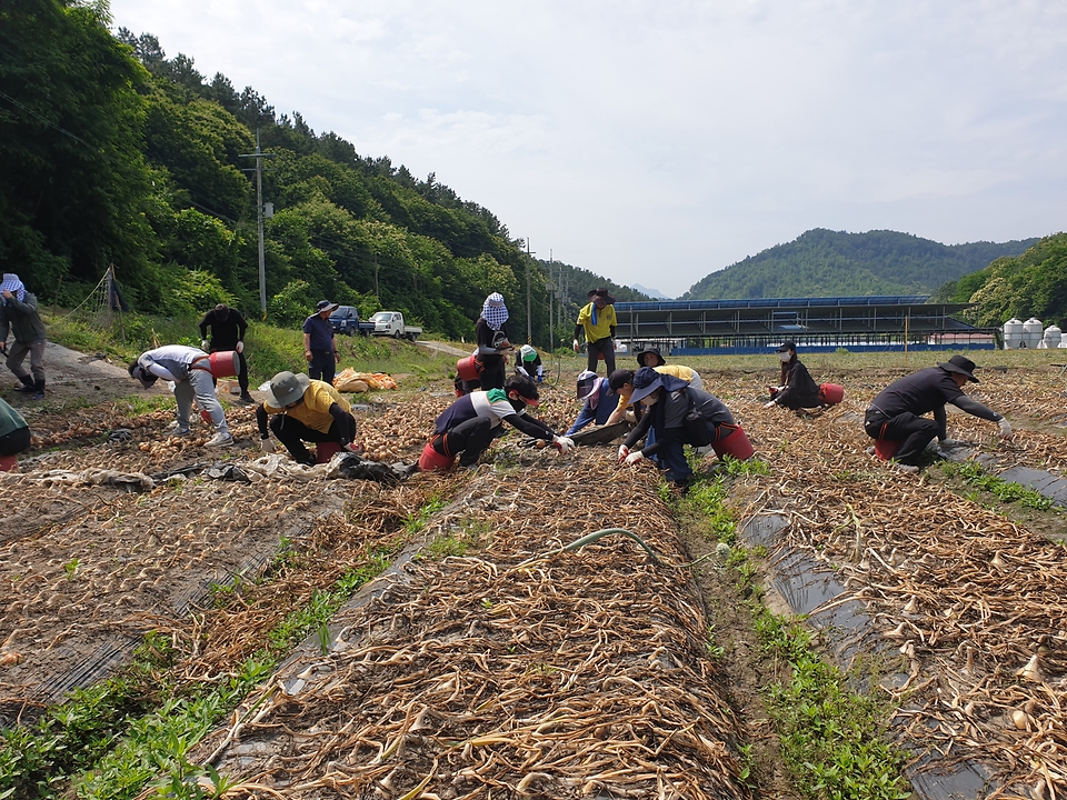 8일 전북 완주군 양파 재배지에서 농촌진흥청 직원들이 농촌인력 부족과 인건비 상승 등으로 어려움을 겪는 농가를 돕고 있다. 