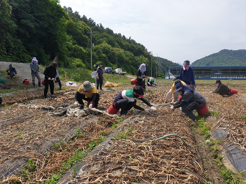 8일 전북 완주군 양파 재배지에서 농촌진흥청 직원들이 농촌인력 부족과 인건비 상승 등으로 어려움을 겪는 농가를 찾아 수확, 망 포장, 운반 작업에 일손을 보태고 있다.