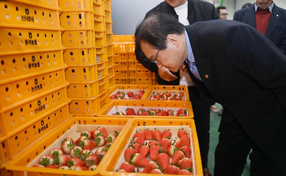 정인교 산업통상자원부 통상교섭본부장이 6일 충남 논산시 광석면에 위치한 농산물단지유통센터에서 수출 딸기를 검수하고 있다.