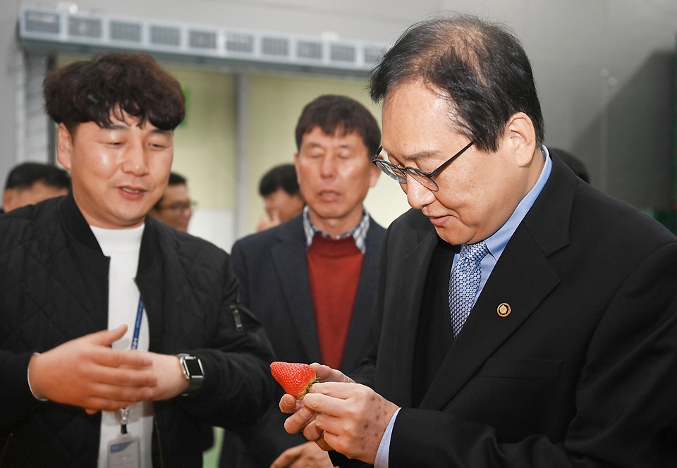 정인교 산업통상자원부 통상교섭본부장이 6일 충남 논산시 광석면에 위치한 농산물단지유통센터에서 수출 딸기를 검수하고 있다.