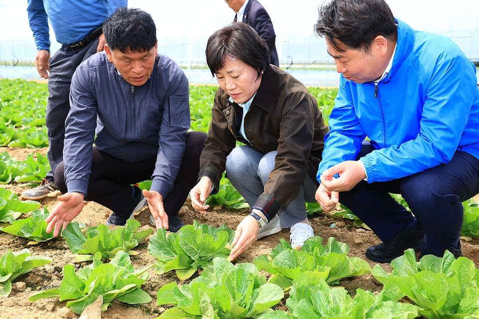 송미령 농식품부 장관은 4월 17일(목) 충남 아산시 배방읍에 위치한 노지 봄배추 재배 현장을 찾아 생육상황을 점검하였습니다.