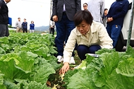 김장 배추 수급상황 점검 사진 5