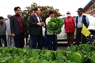 김장 배추 수급상황 점검 사진 4