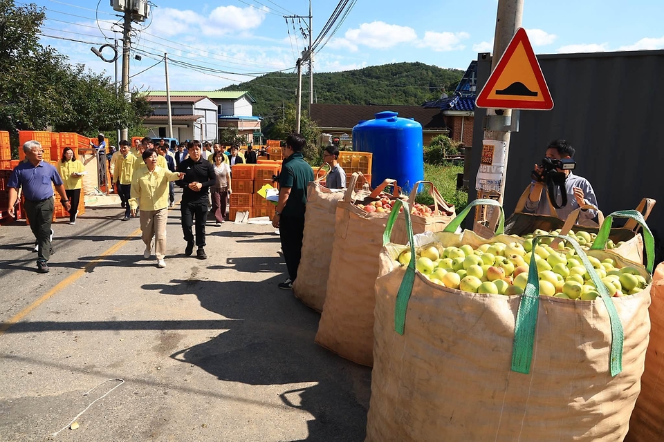 송미령 농림축산식품부 장관이 9월 6일 경북 안동의 우박 피해를 본 사과 농가를 찾아 위로하며 피해 복구·지원 및 생육 상황을 점검하고 있다.