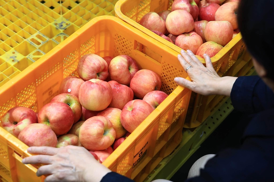 송미령 농림축산식품부 장관이 9월 6일 경북 안동 대경사과원예농협 산지유통센터(Agricultural Products Processing Center)를 찾아 추석 성수기용 사과 선별 및 출하 현장을 살펴보고 있다.