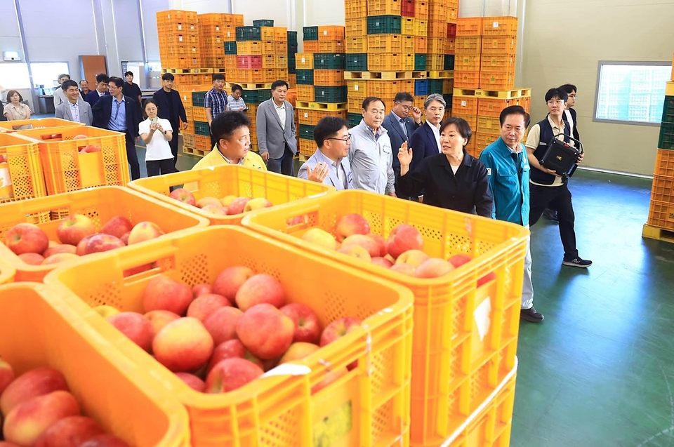 송미령 농림축산식품부 장관이 9월 6일 경북 안동 대경사과원예농협 산지유통센터(Agricultural Products Processing Center)를 찾아 추석 성수기용 사과 선별 및 출하 현장을 살펴보고 있다.