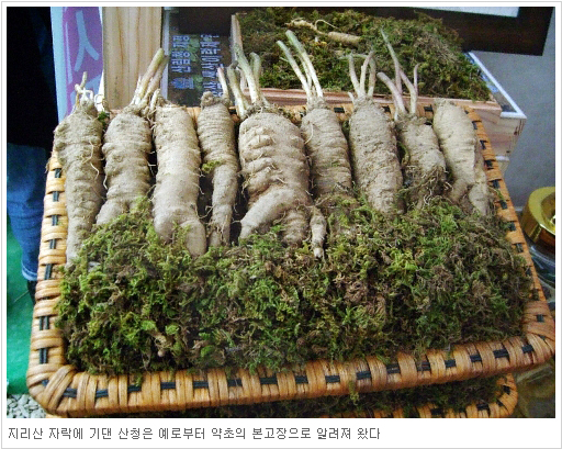 지리산 자락에 기댄 산청은 예로부터 약초의 본고장으로 알려져 왔다