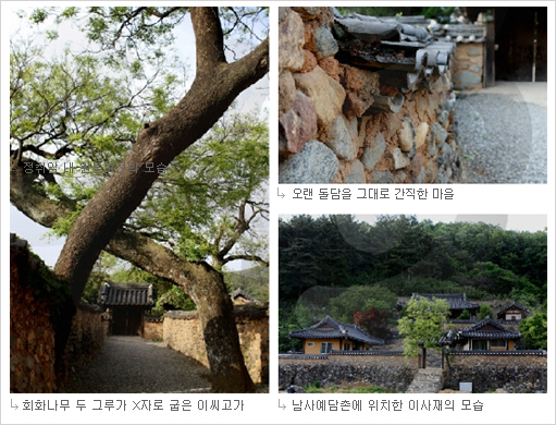 회화나무 두그루, 남사예담촌에 위치한 이사재의 모습