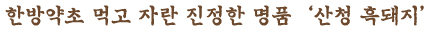 한방약초 먹고 자란 진정한 명품 '산청 흑돼지'