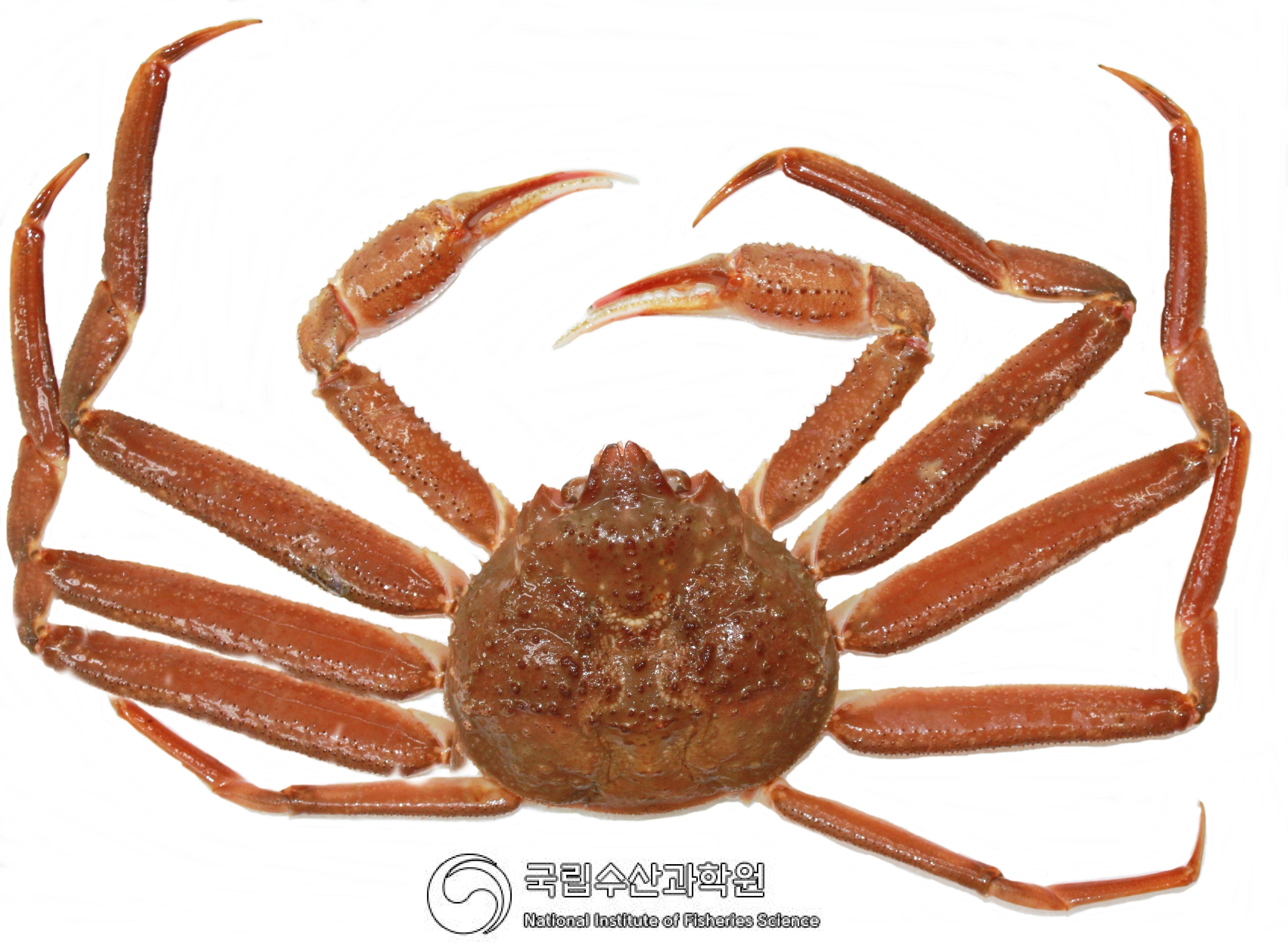 그림입니다.  원본 그림의 이름: 2019.05.16-31-대게.JPG  원본 그림의 크기: 가로 4256pixel, 세로 3132pixel  사진 찍은 날짜: 2011년 06월 15일 오후 4:51