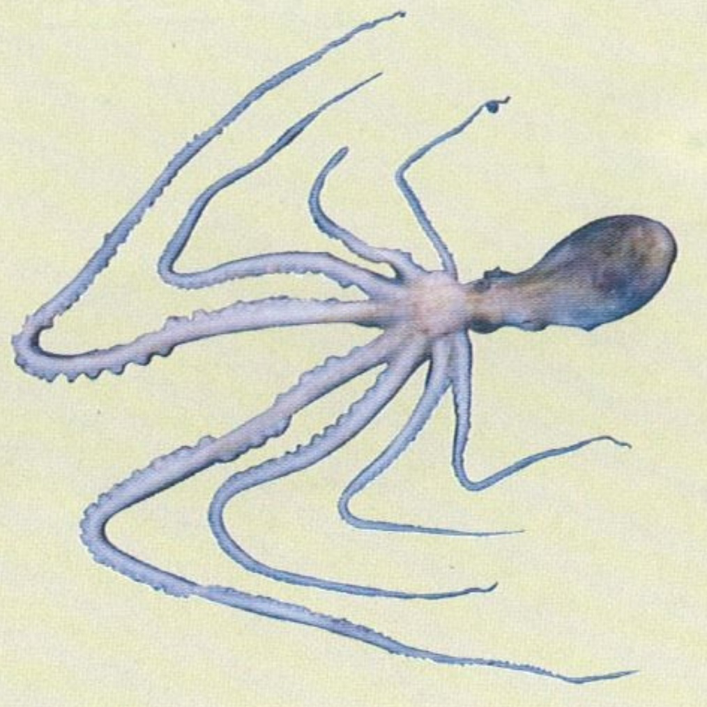 그림입니다.  원본 그림의 이름: 낙지.jpg  원본 그림의 크기: 가로 1014pixel, 세로 1014pixel