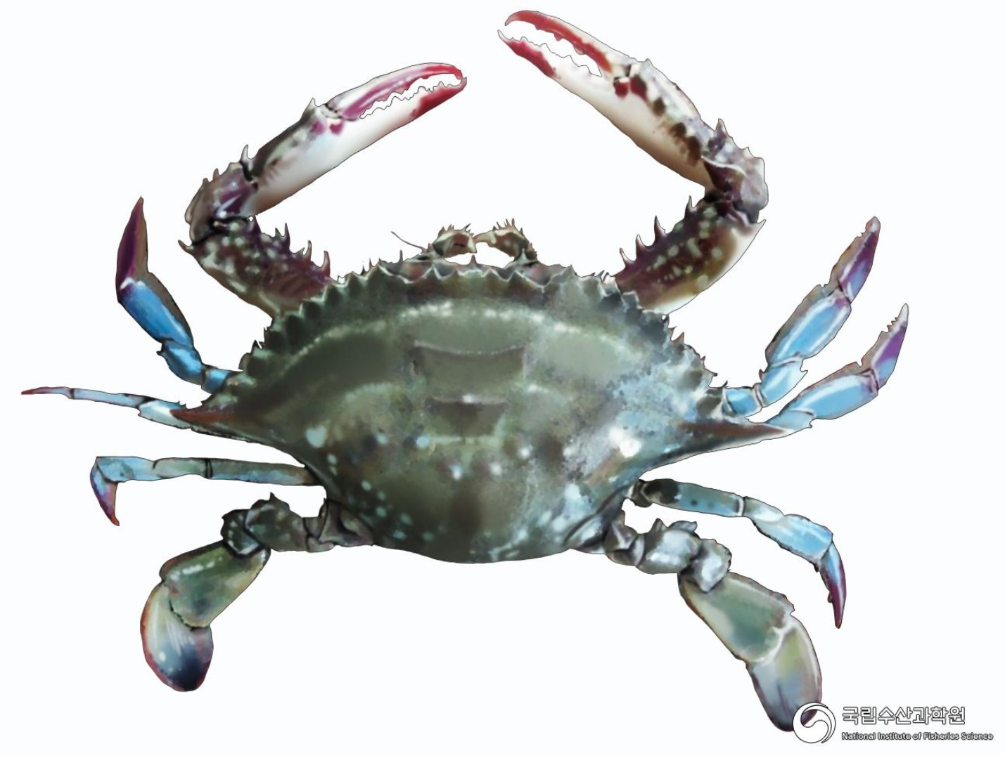 그림입니다.  원본 그림의 이름: 꽃게.jpg  원본 그림의 크기: 가로 1429pixel, 세로 1079pixel