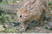 그림입니다. 원본 그림의 이름: CLP000026e00001.bmp 원본 그림의 크기: 가로 204pixel, 세로 133pixel