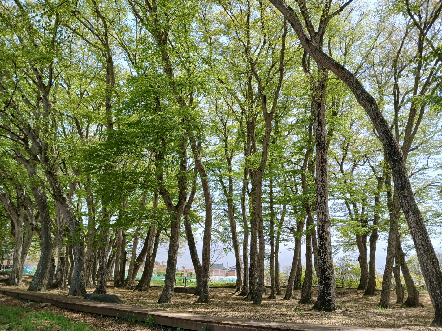 그림입니다. 원본 그림의 이름: 행정마을 서어나무숲 (11).jpg 원본 그림의 크기: 가로 1428pixel, 세로 1071pixel