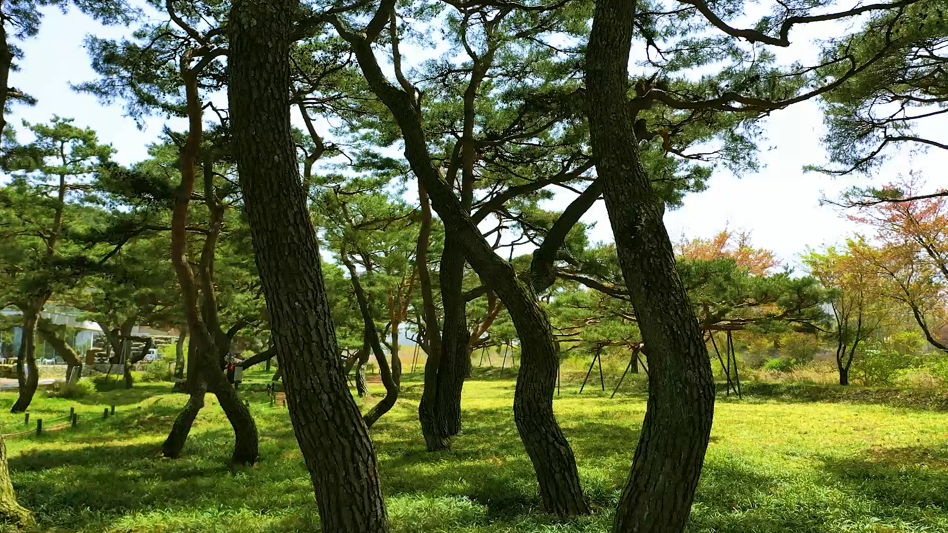 그림입니다. 원본 그림의 이름: 삼산마을 소나무숲.png 원본 그림의 크기: 가로 1903pixel, 세로 1071pixel