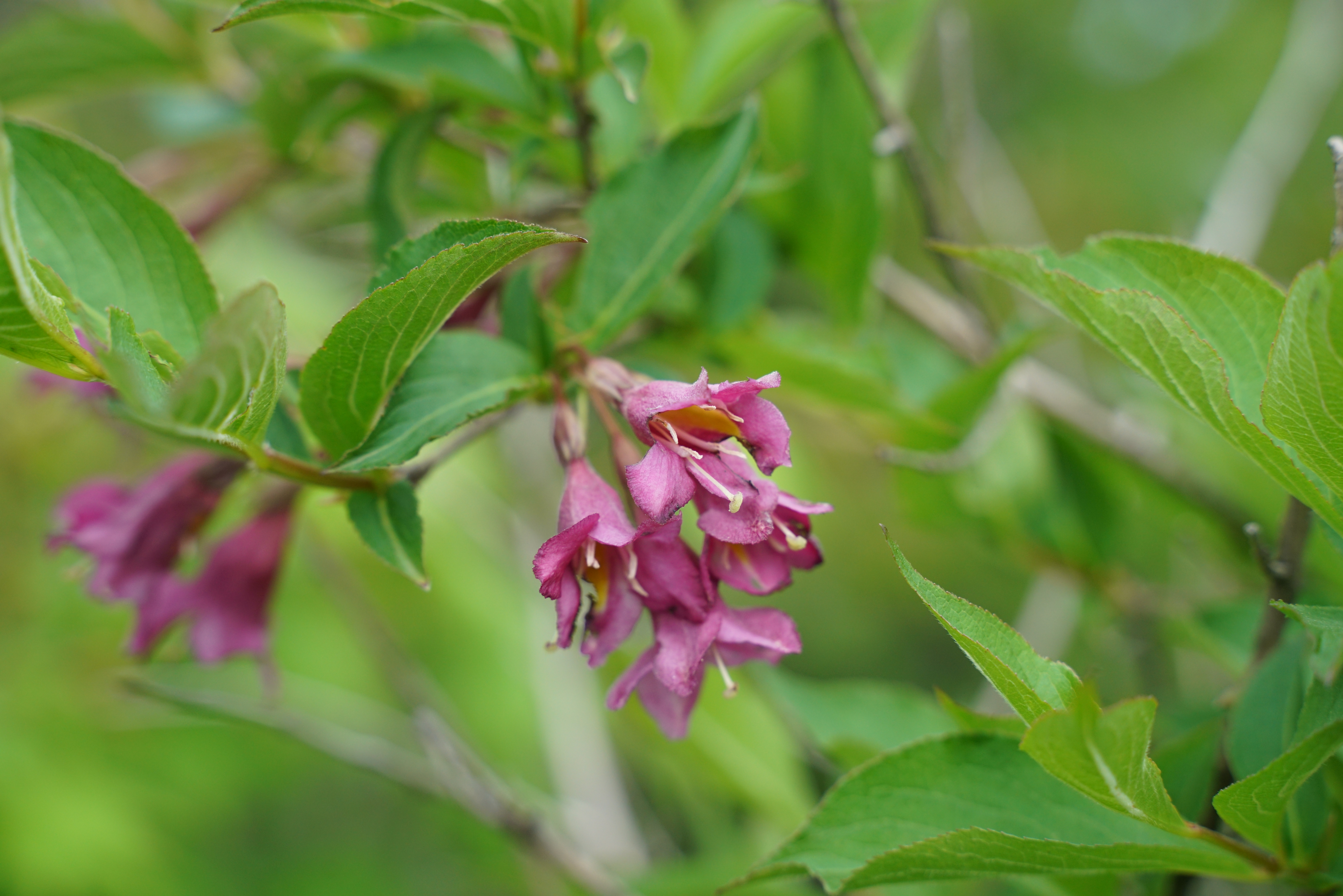 그림입니다. 원본 그림의 이름: 붉은병꽃나무 2.JPG 원본 그림의 크기: 가로 5168pixel, 세로 3448pixel 사진 찍은 날짜: 2020년 05월 31일 오후 11:32 카메라 제조 업체 : SONY 카메라 모델 : ILCE-7RM2 프로그램 이름 : ILCE-7RM2 v4.01 F-스톱 : 5.6 노출 시간 : 1/800초 ISO 감도 : 800 색 대표 : sRGB 노출 모드 : 자동 35mm 초점 거리 : 75 대비 : 일반 채도 : 일반 선명도 : 일반 프로그램 노출 : 조리개 우선 모드 측광 모드 : 가운데 중점 평균 측광 플래시 모드 : 플래시 끔 EXIF 버전 : 0230