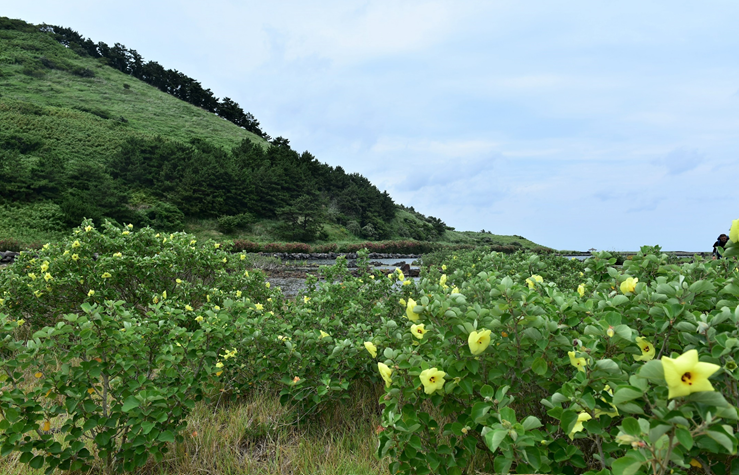 그림입니다. 원본 그림의 이름: CLP000071d80001.bmp 원본 그림의 크기: 가로 739pixel, 세로 475pixel