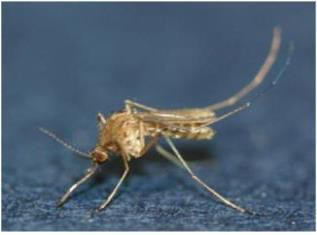 그림입니다. 원본 그림의 이름: CLP00003828003c.bmp 원본 그림의 크기: 가로 317pixel, 세로 235pixel