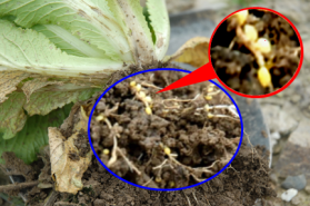 그림입니다. 원본 그림의 이름: CLP000013740005.bmp 원본 그림의 크기: 가로 432pixel, 세로 300pixel