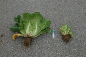 그림입니다. 원본 그림의 이름: CLP000013740003.bmp 원본 그림의 크기: 가로 429pixel, 세로 300pixel