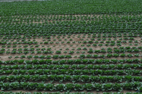 그림입니다. 원본 그림의 이름: CLP000013740001.bmp 원본 그림의 크기: 가로 452pixel, 세로 300pixel