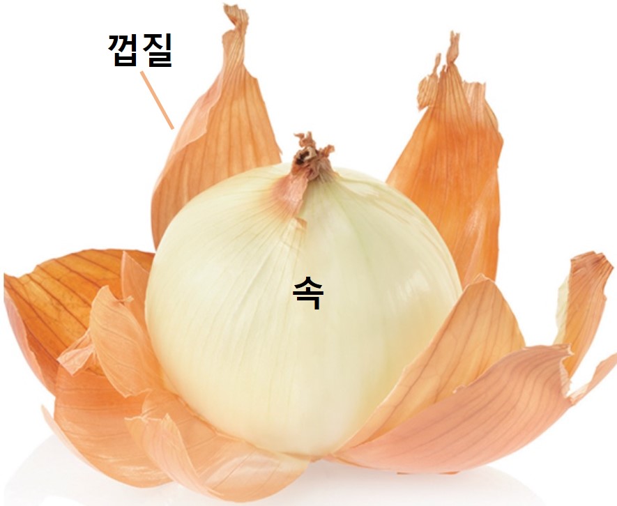 그림입니다. 원본 그림의 이름: 양파(속, 껍질).jpg 원본 그림의 크기: 가로 885pixel, 세로 726pixel
