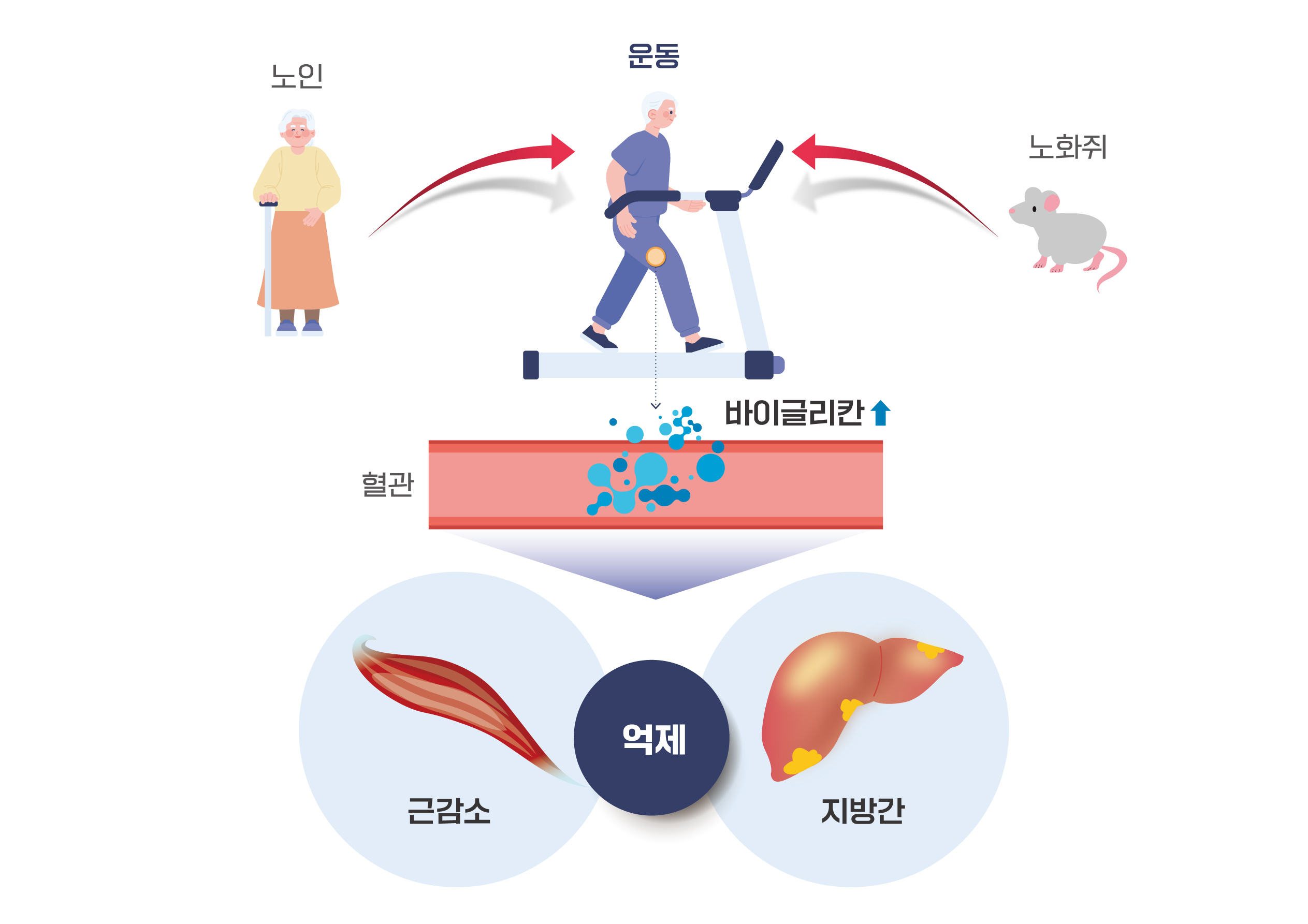 그림입니다. 원본 그림의 이름: 운동을-통해-분비된-바이글리칸(Biglycan)의-근육과-간-손상-개선효과-모식도.jpg 원본 그림의 크기: 가로 2526pixel, 세로 1785pixel