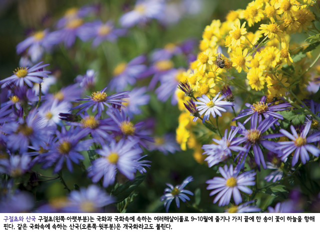 정책주간지 공감 처음 보는 우리 꽃을 만나면 마냥 행복