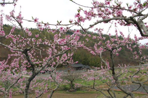 모산제 골짜기의 복숭아꽃이 만개했다. 분홍빛에 취한 봄날이 꿀처럼 달다. 건너편에 보이는 한옥은 안동권씨 문중의 모산제 제실이다.