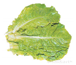상추