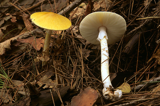 야산에서 자라는 독버섯. 식용 버섯과 모습이 매우 비슷하다. 