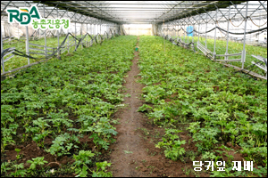 약초인 이미지