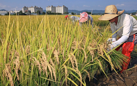 농민들이 벼를 수확하며 바쁜 일손을 놀리고 있다.(사진=저작권자(c)연합뉴스.무단전재-재배포금지)