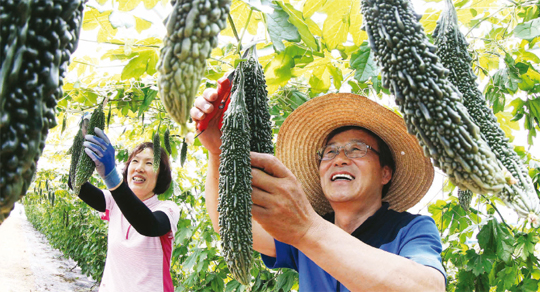 경남 함양군은 친환경농법으로 재배한 여주 판매로 농가소득이 증가하는 효과를 누리고 있다.