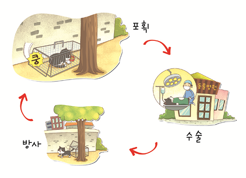 길고양이 TRN사업은 현재 가장 효과적이고 인도적으로 길고양이 개체수를 조절하는 방식으로 알려져 있다