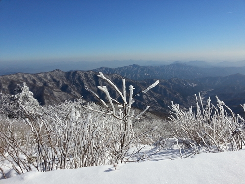 겨울철이면 산토끼 발자국으로 얼룩졌던 곳이다. 흔적을 찾을 수 없었다.
