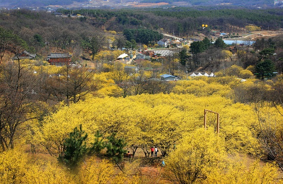 산수유는 봄날에는 노란 꽃으로 화사한 기운을, 가을에는 곱디고운 빨간 열매로 계절의 서정을 듬뿍 전해준다. 사진은 산수유꽃이 만발한 이천 도립리 산수유마을.