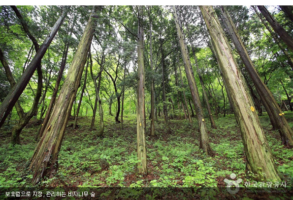 보호림으로 지정, 관리하는 비자나무 숲