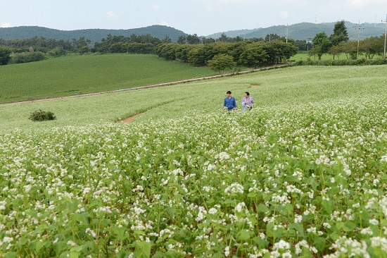 고창의 메밀밭은 메밀꽃밭의 원조 격인 봉평과는 또 다른 느낌이다. 부드러운 구릉을 따라 이어지는 하얀 꽃사태가 장관이다. 