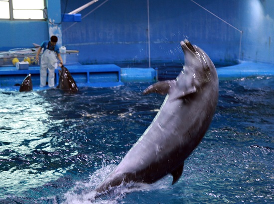 장생포 고래생태체험관에 있는 돌고래들. 주민증이 있는 어엿한 울산시민이기도 하다.