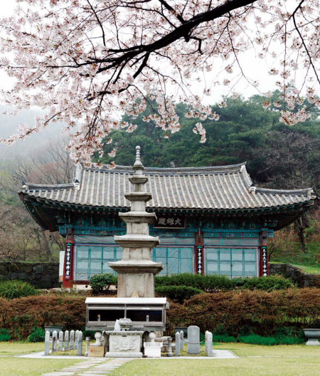 1500년 고찰 신원사는 긴 역사를 앞세워 사람을 억누르지 않는다. 봄날의 벚꽃 역시 마찬가지다. 겨울의 온기를 녹이는 봄의 온기처럼 온화하고 화사한 풍경이다.