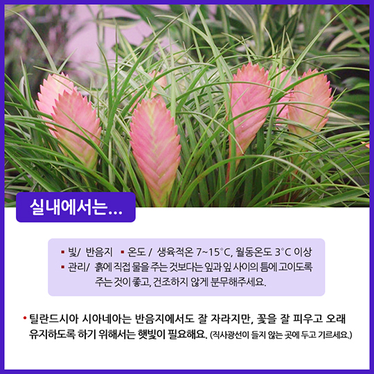 공기정화식물 틸란드시아
